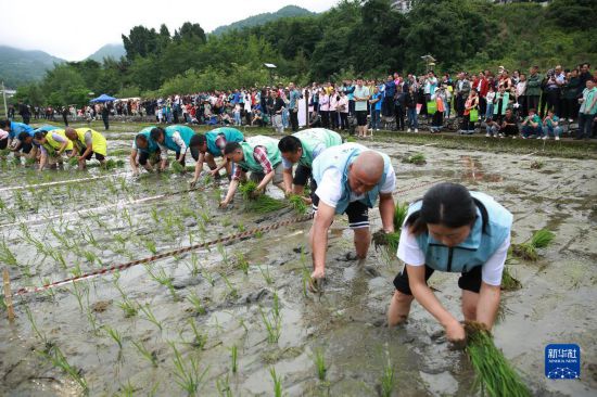 5月27日，秭归县九畹溪镇农民参加插秧比赛。