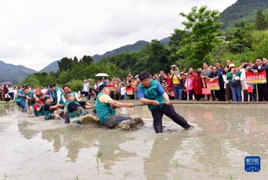 5月27日，秭归县九畹溪镇农民在水田里参加拔河比赛。