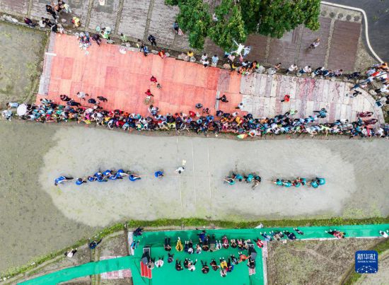 5月27日，秭归县九畹溪镇农民在水田里参加拔河比赛（无人机照片）。