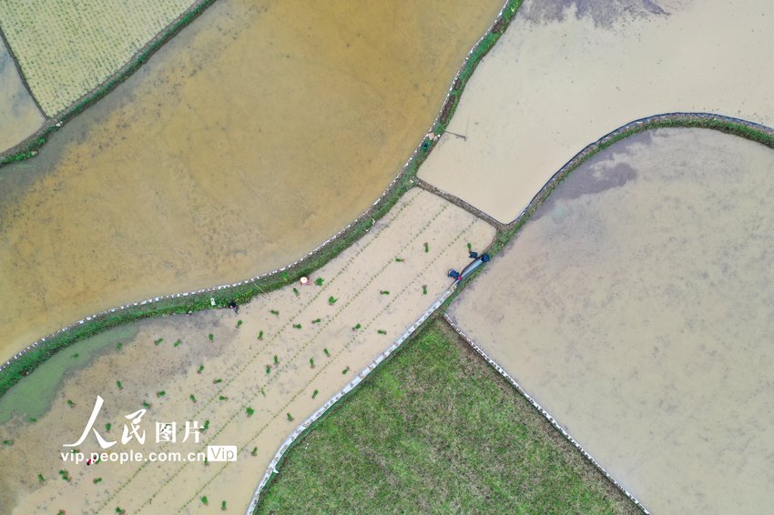 2023年6月5日，芒种将至，在贵州省黔西市锦星镇各村（社区）田坝里，农民正在插秧。
